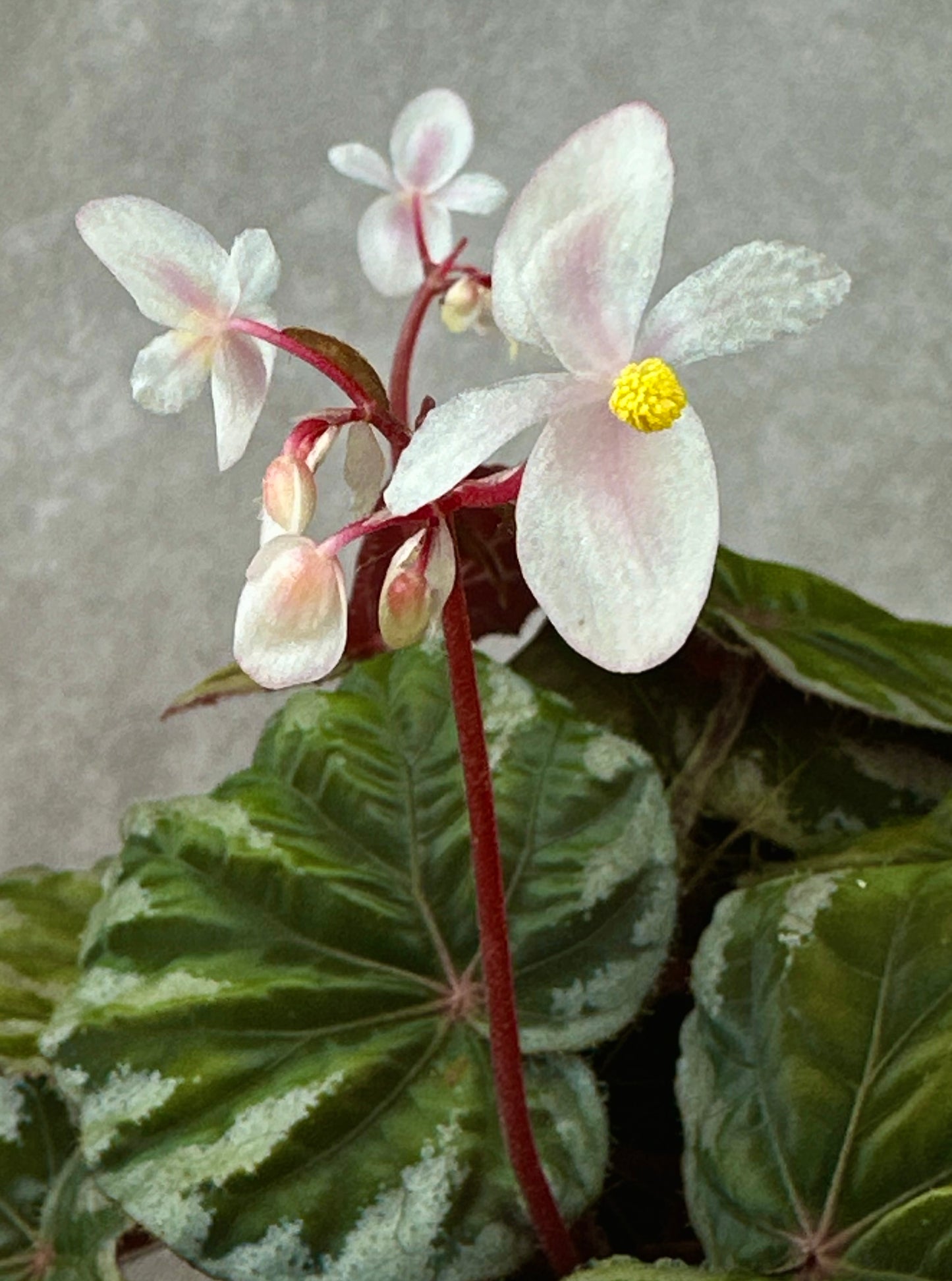 SEEDS Begonia koksunii