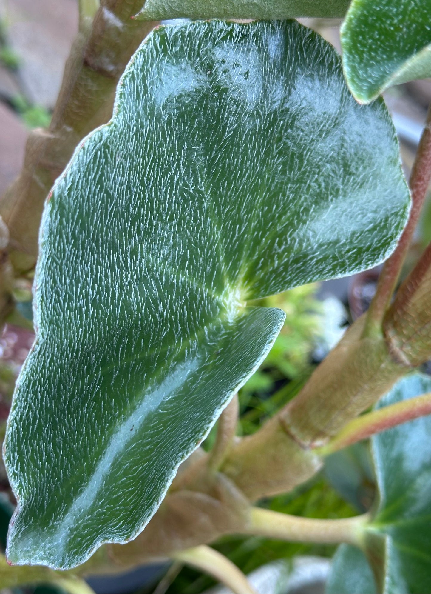 SEEDS Begonia venosa