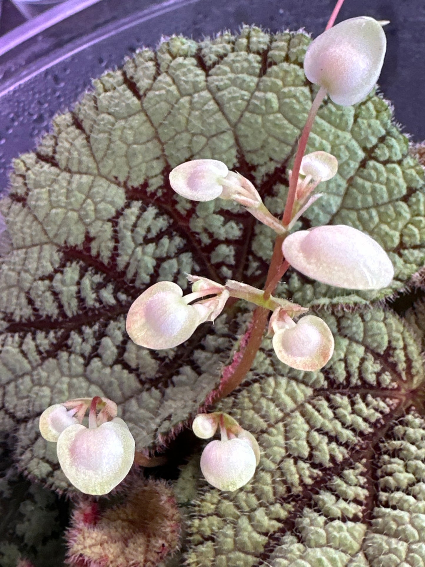 SEEDS Begonia debaoensis (aka U664)