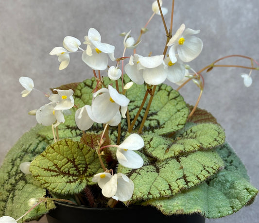SEEDS Begonia debaoensis (aka U664)