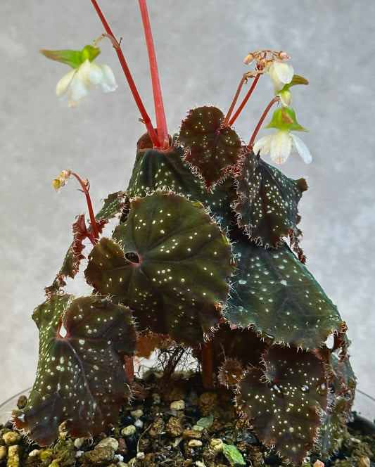 SEEDS Begonia curtisii ‘Galaxy’