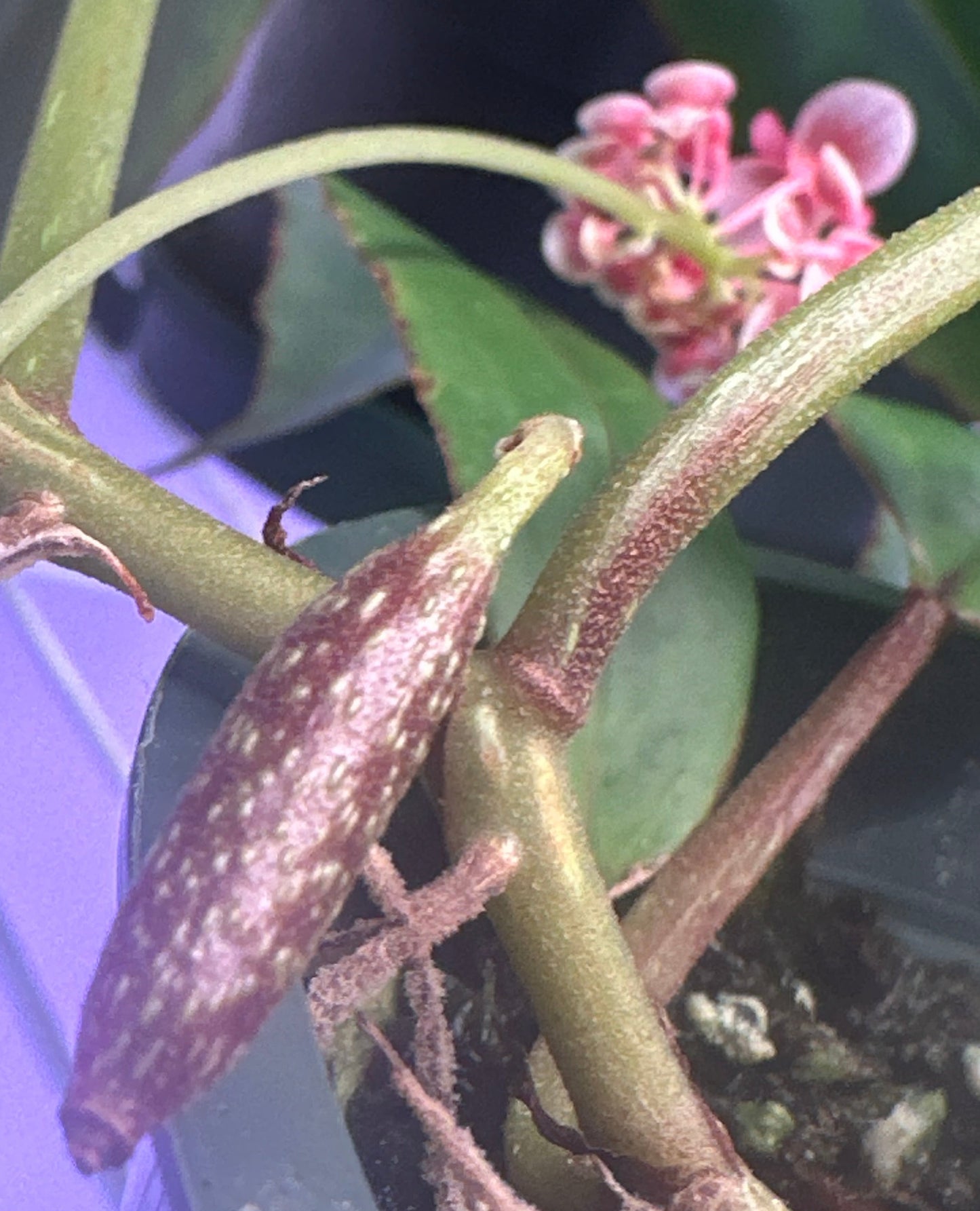 SEEDS Begonia longipetiolata