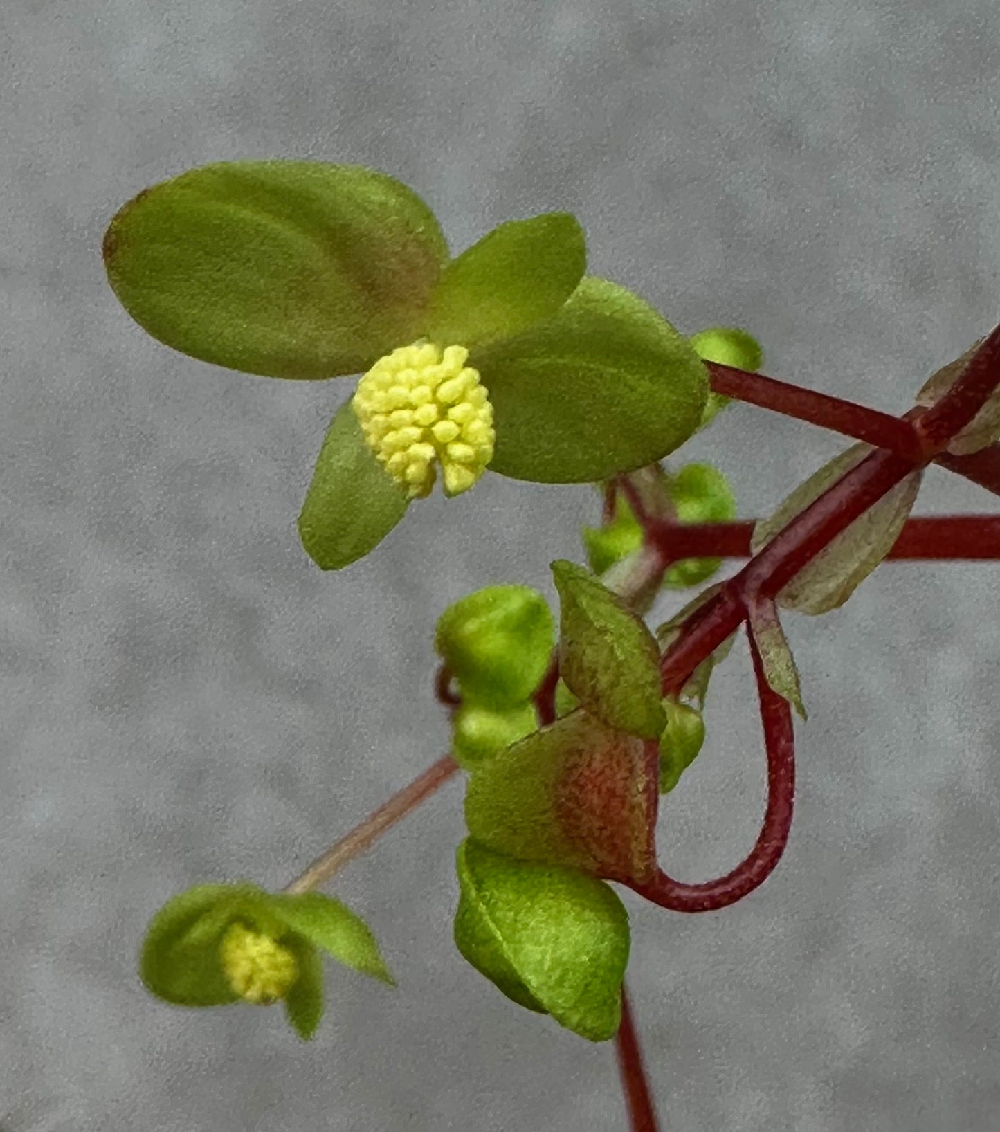 SEEDS Begonia nahangensis