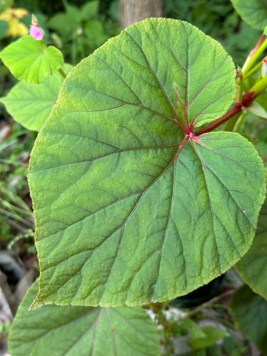 SEEDS Begonia grandis evansiana (pink flower)