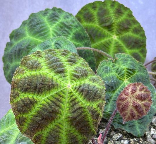 SEEDS Begonia umbraculifolia