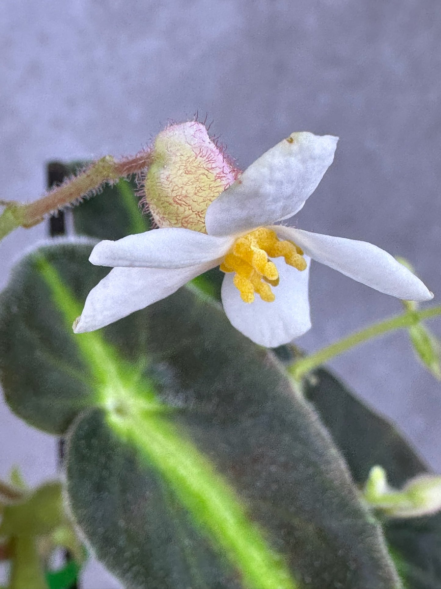 Begonia listada