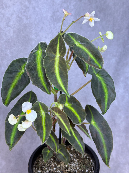 Begonia listada