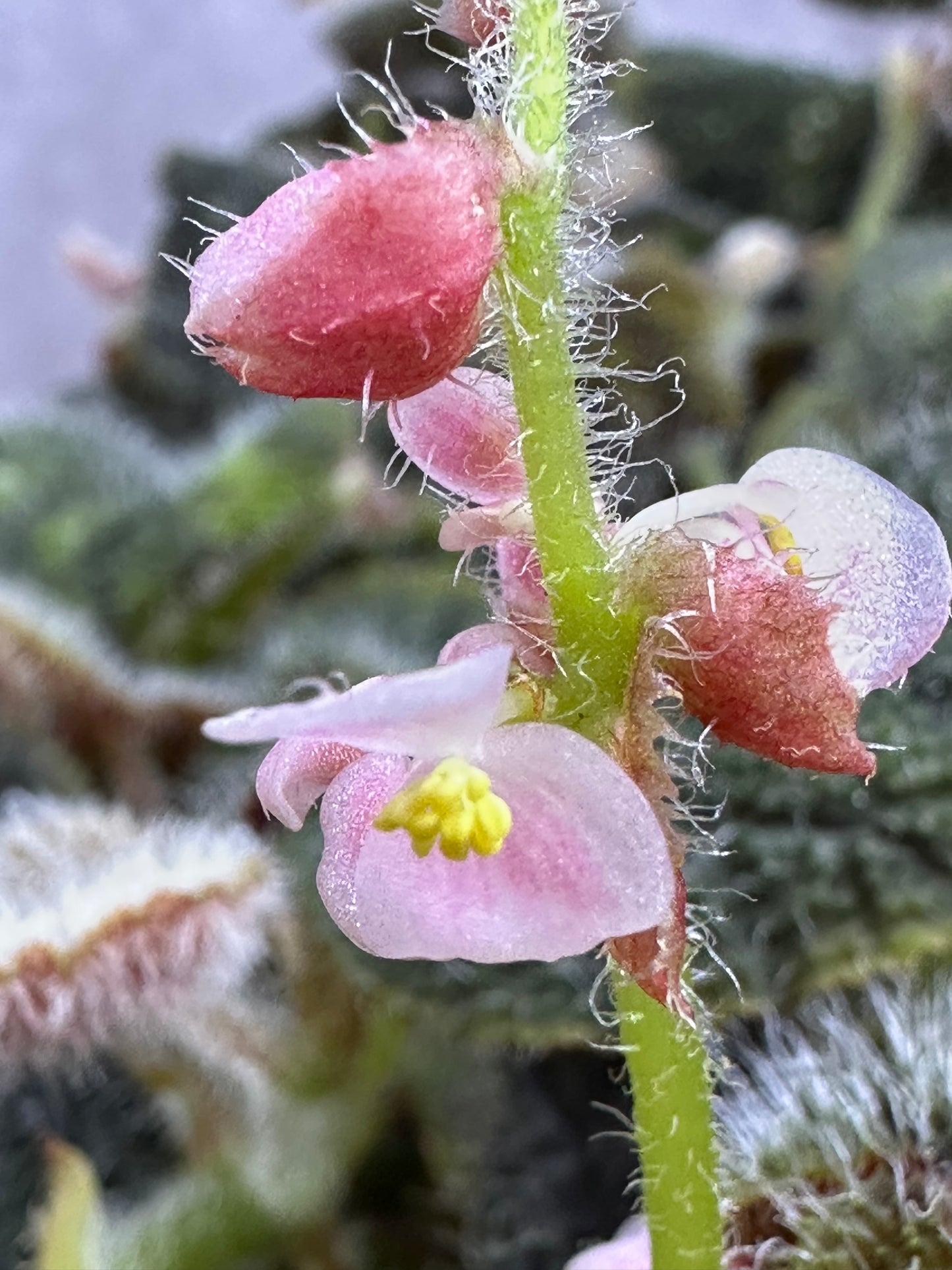 SEEDS Begonia conipila
