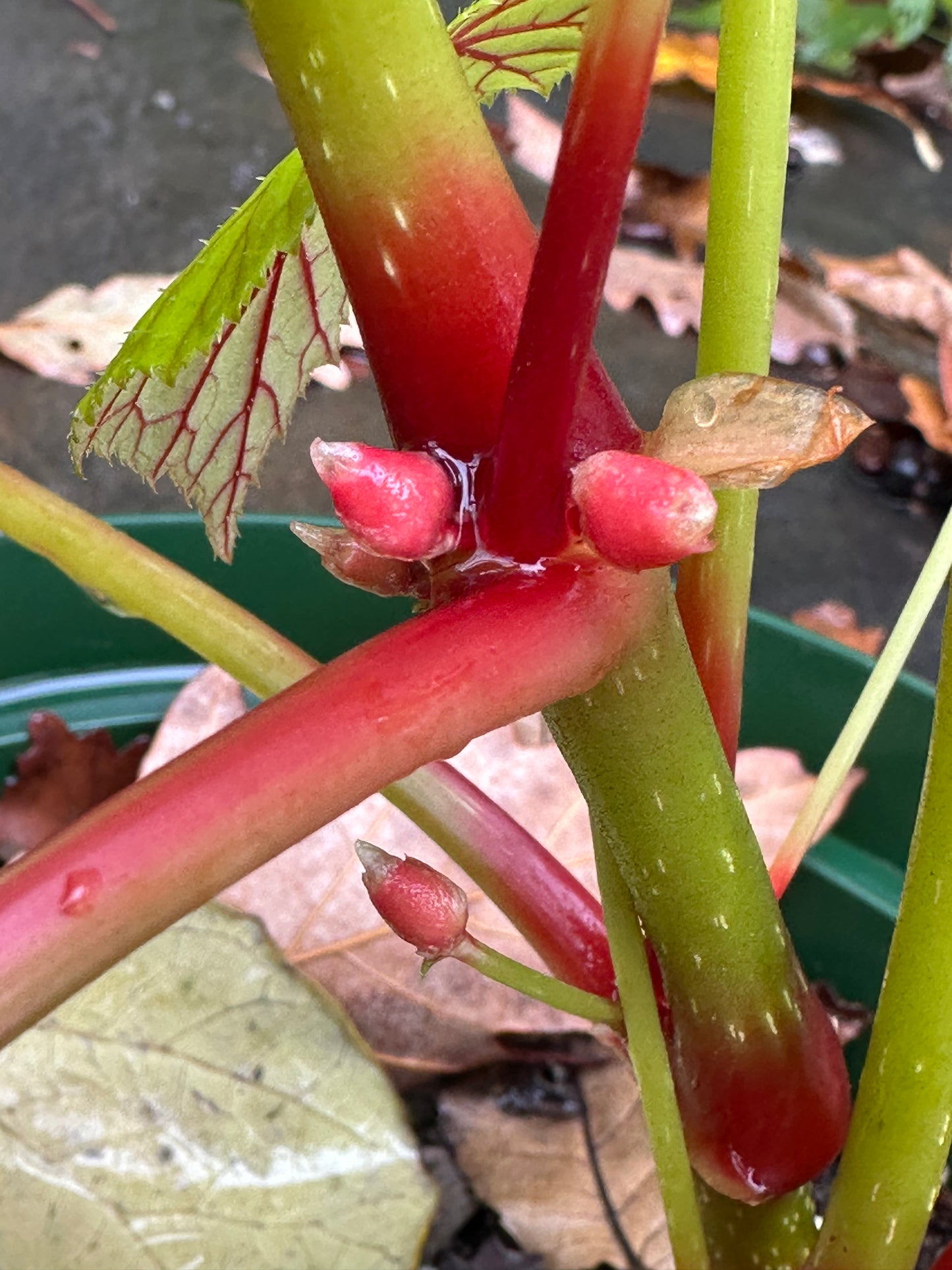 SEEDS Begonia grandis evansiana (pink flower)