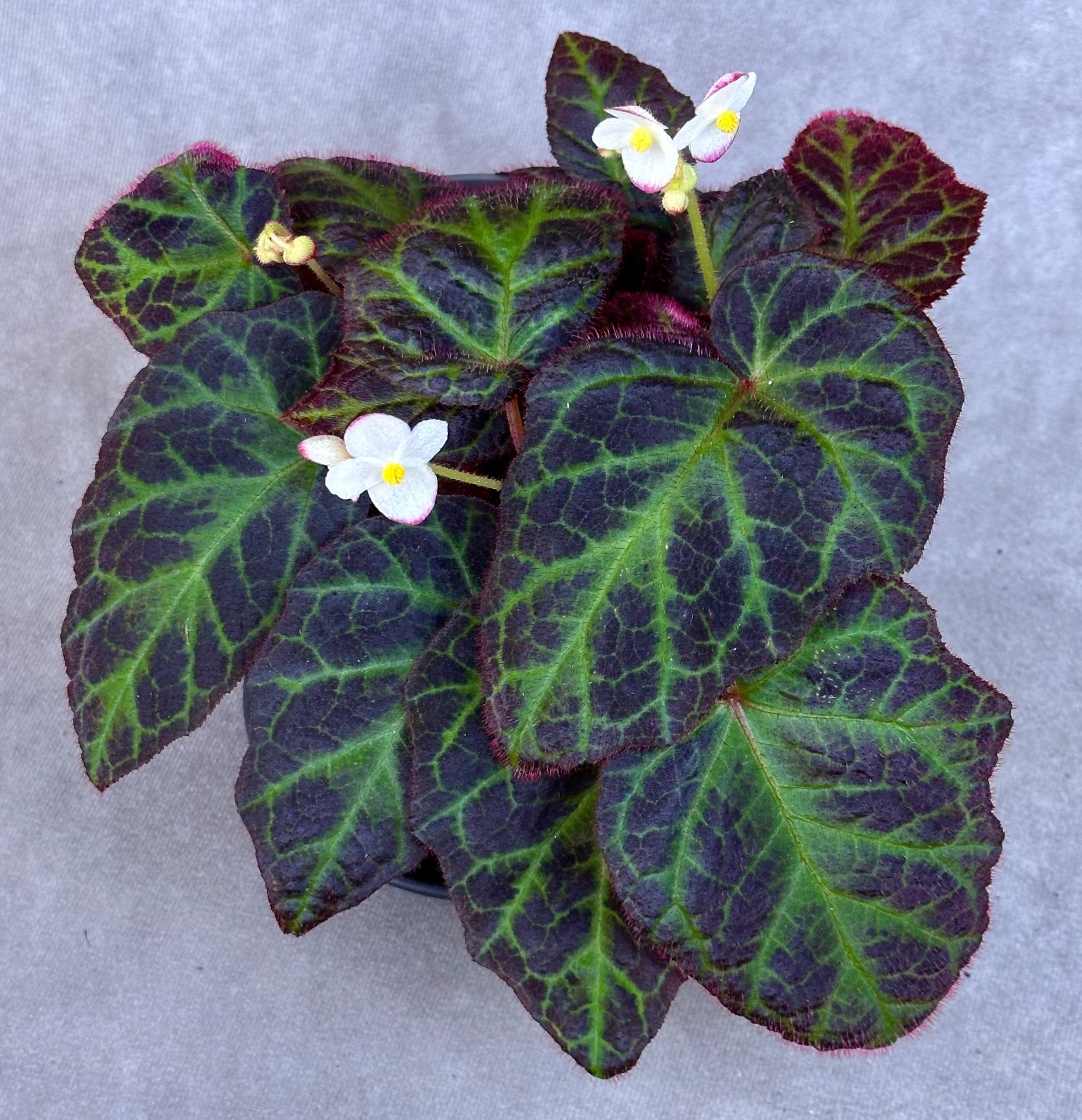 専用おまとめ　Begonia 5点 Begonia sp. Sumatra Utara – Begonian Express