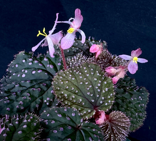 SEEDS Begonia ocellata