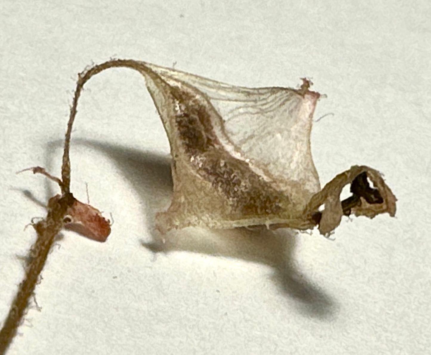 SEEDS Begonia ocellata