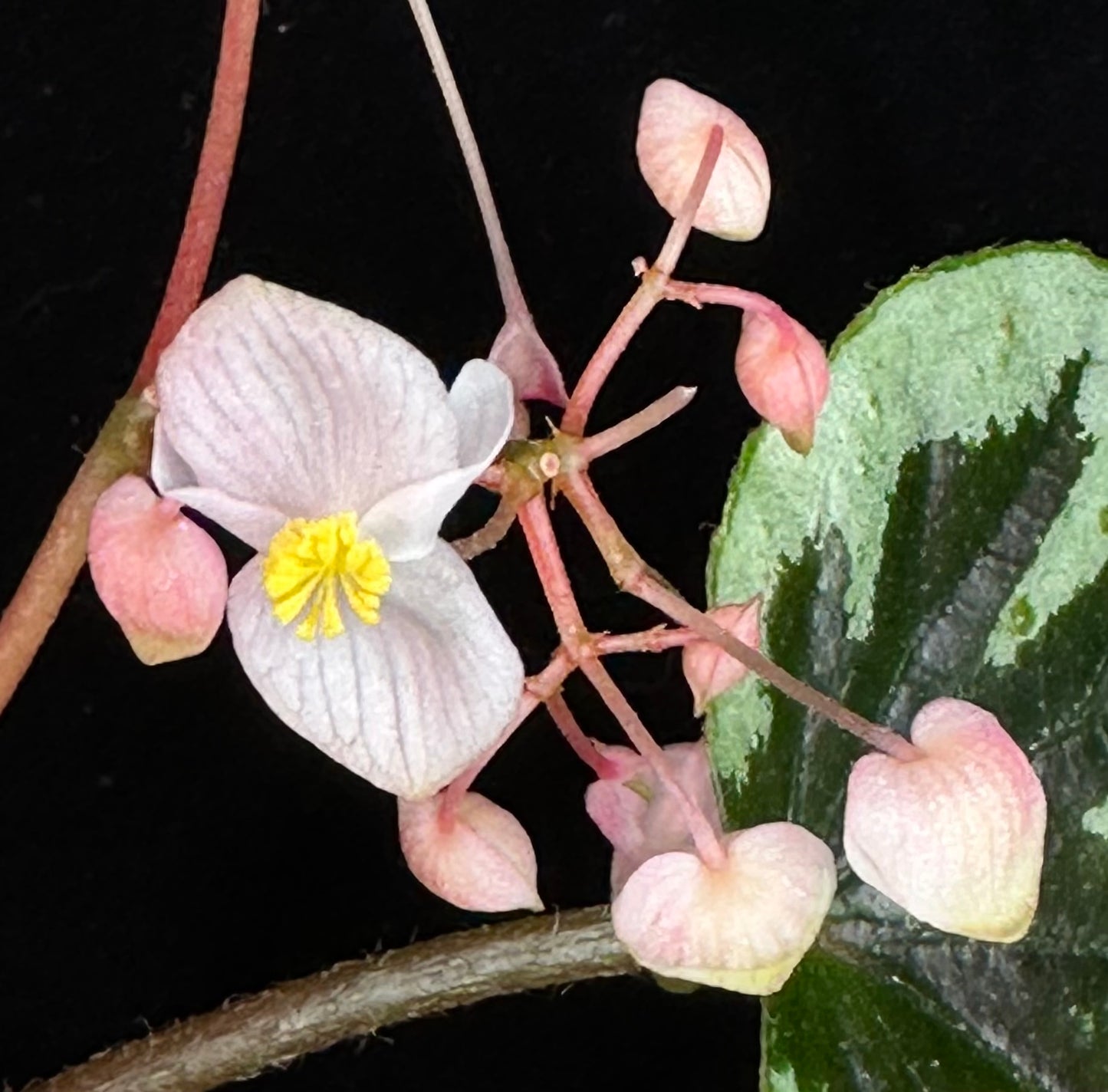 SEEDS Begonia sp Vietnam
