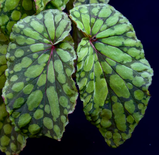 SEEDS Begonia U038 aka green chlorosticta