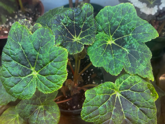 SEEDS Begonia muliensis