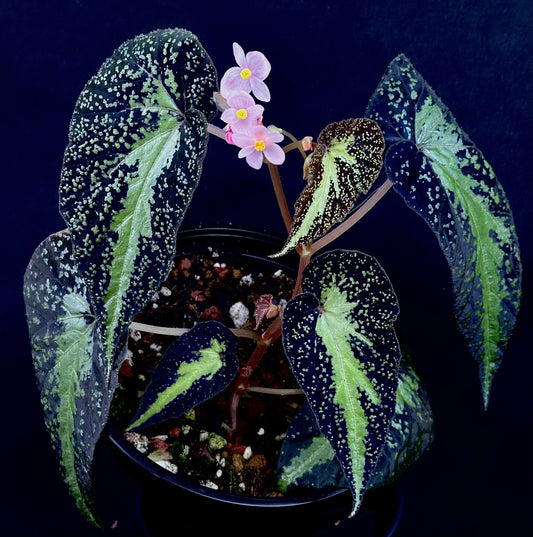 SEEDS Begonia sp Gunung Condong