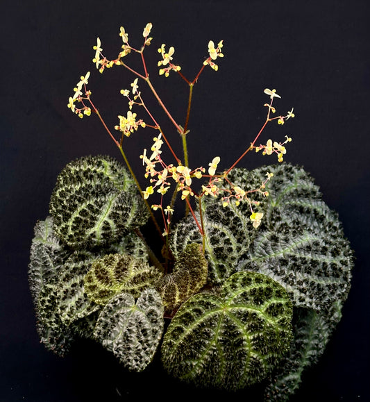 Begonia montaniformis