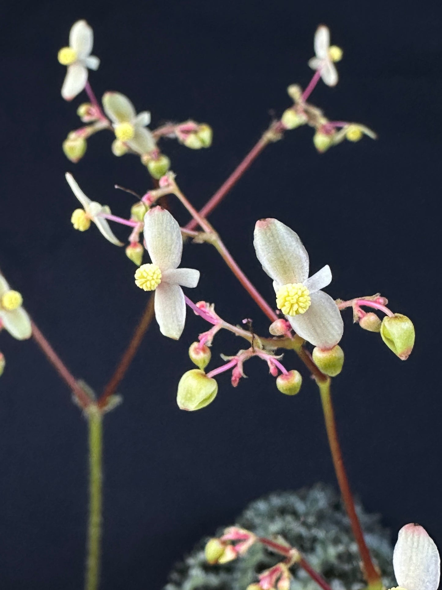 Begonia montaniformis