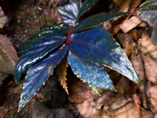 SEEDS Begonia sp. “Ferny”