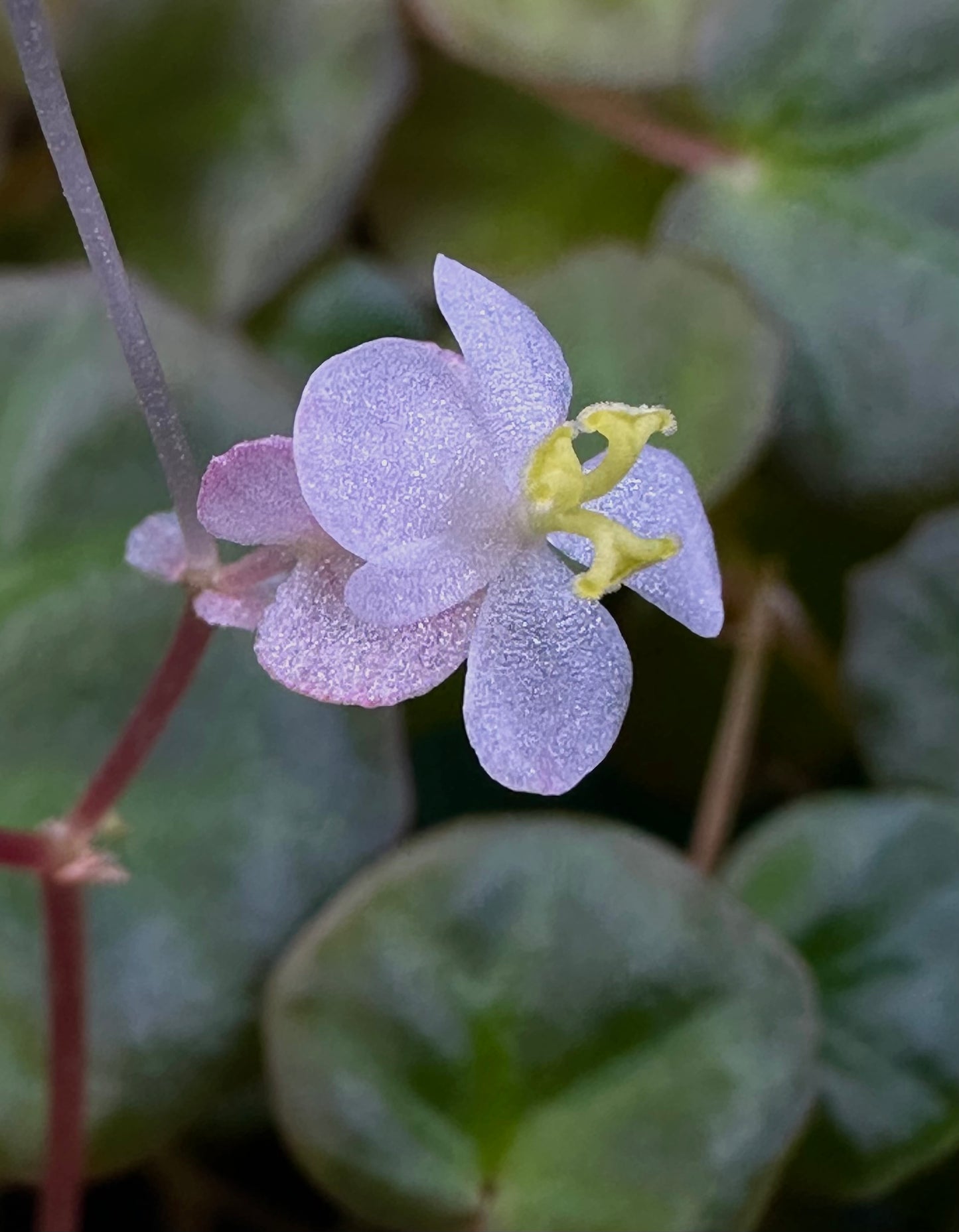 SEEDS Begonia lichenora