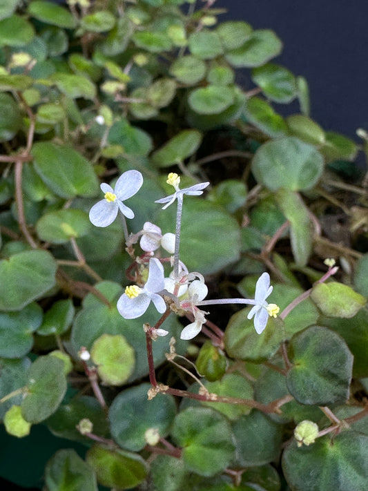 SEEDS Begonia lichenora