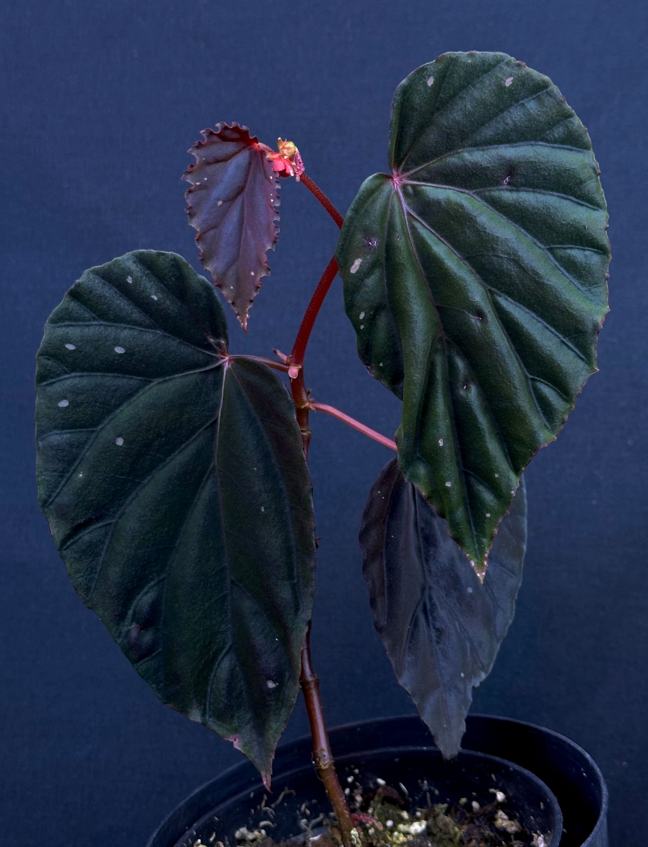 専用❣️Begonia sp.Jambi Sumatra 他合計４点同梱 SEEDS Begonia sp. Sumatra – Begonian Express