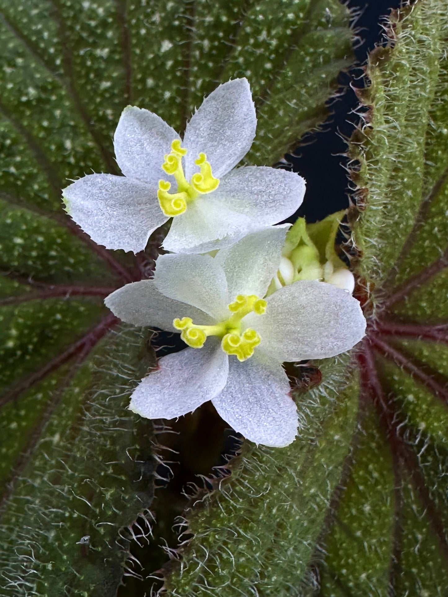 Begonia sp. Kalimantan
