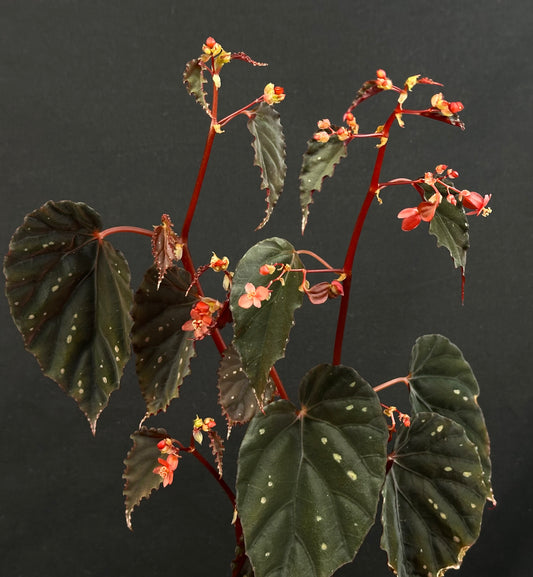 SEEDS Begonia erythrogyna RESTOCK