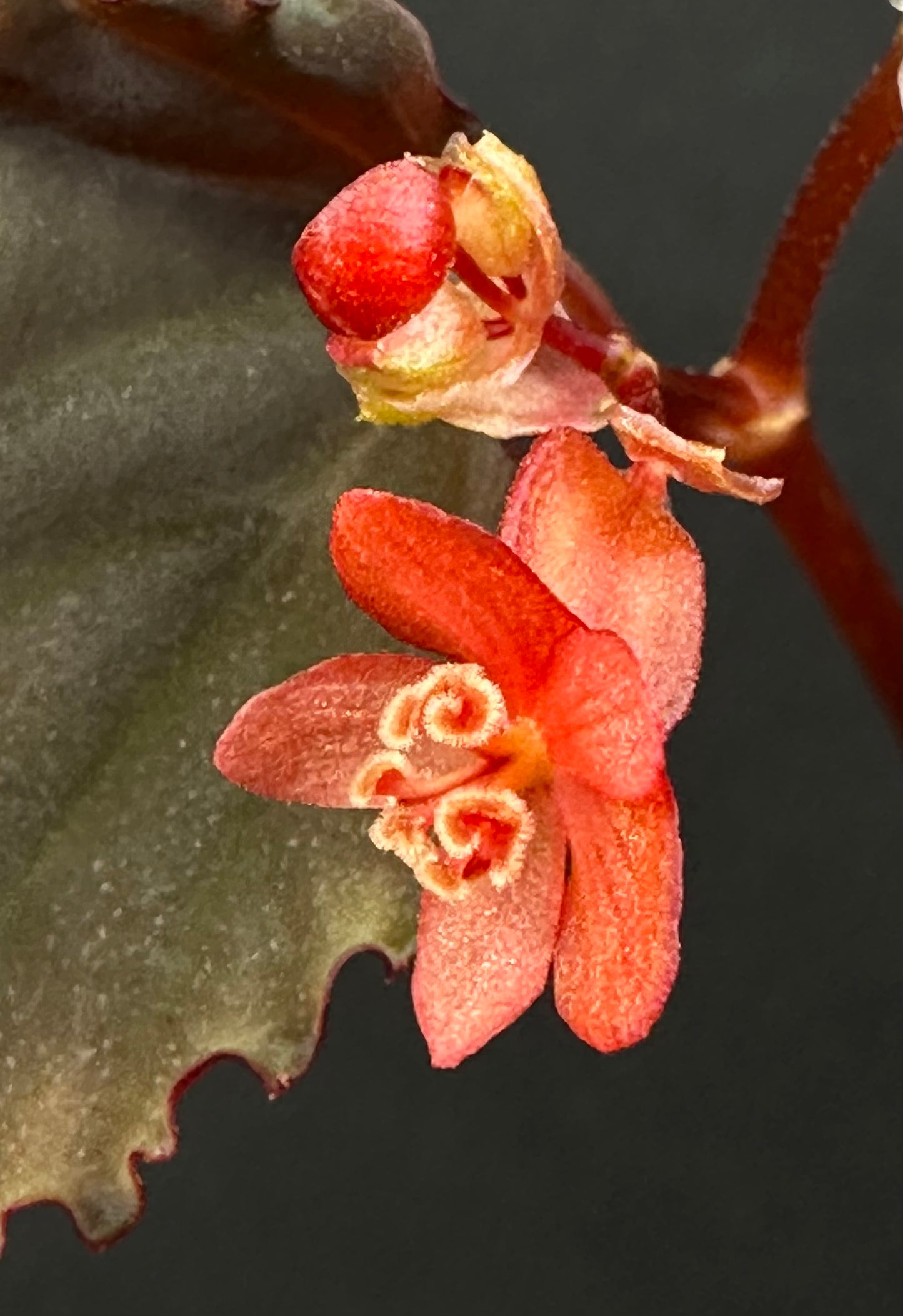 SEEDS Begonia erythrogyna RESTOCK