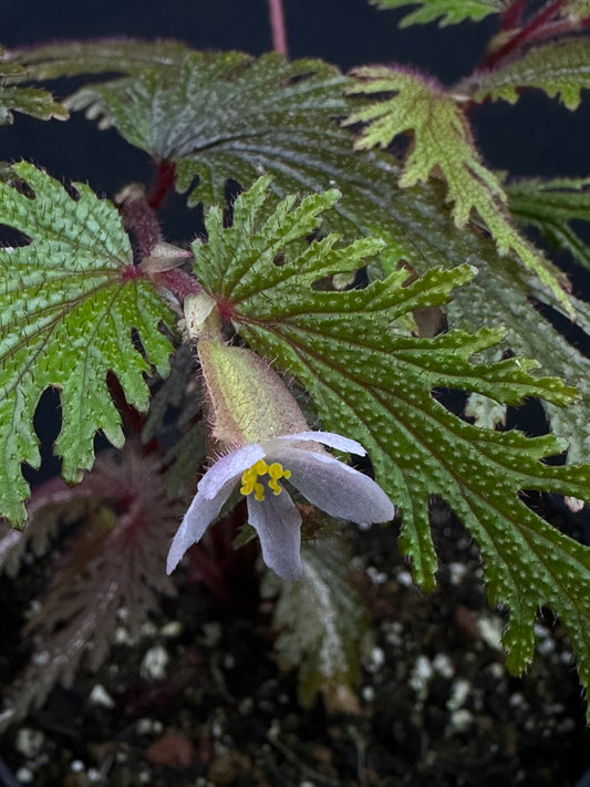 SEEDS Begonia incisa