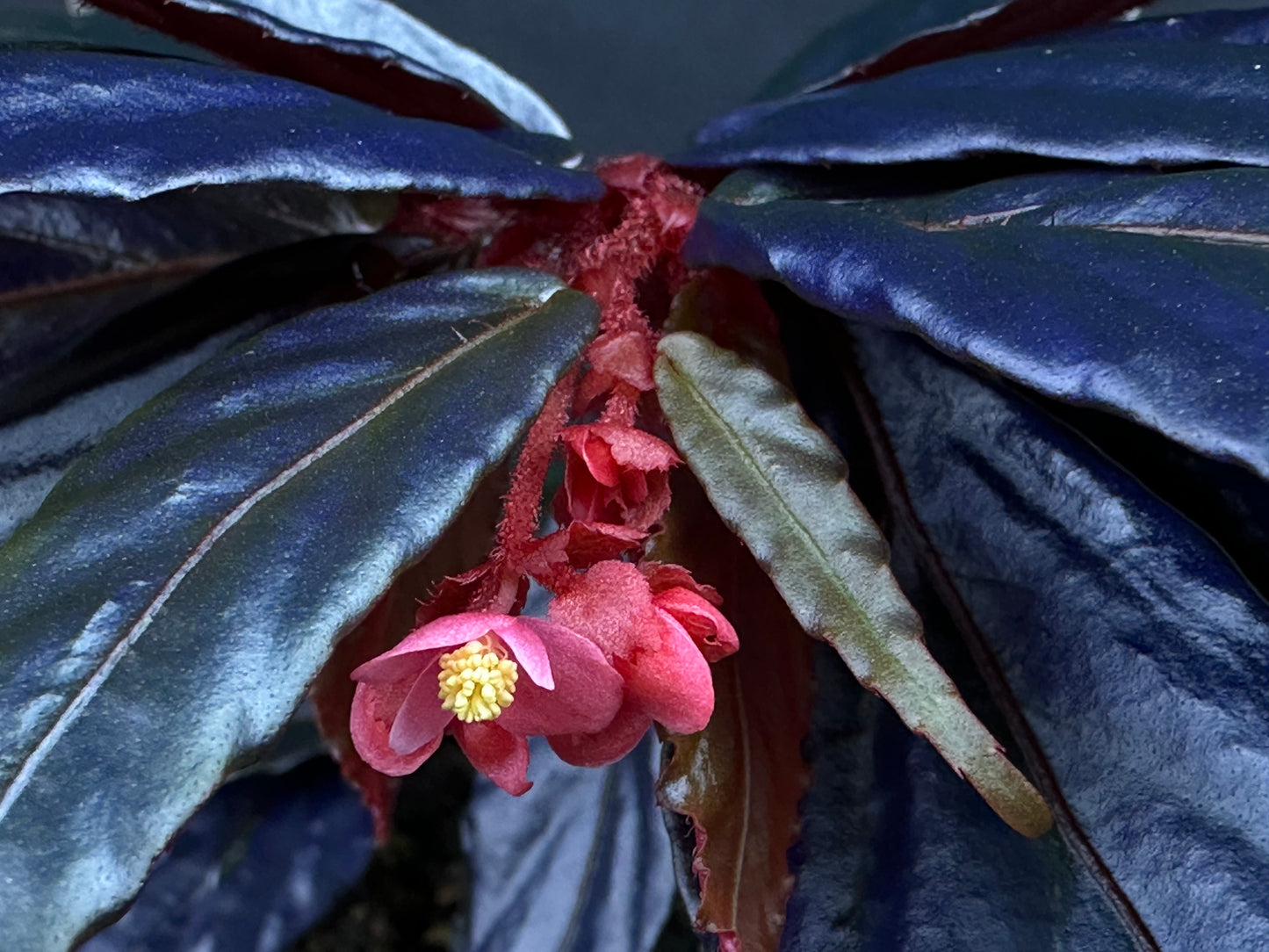 SEEDS Begonia sp. “Ferny”