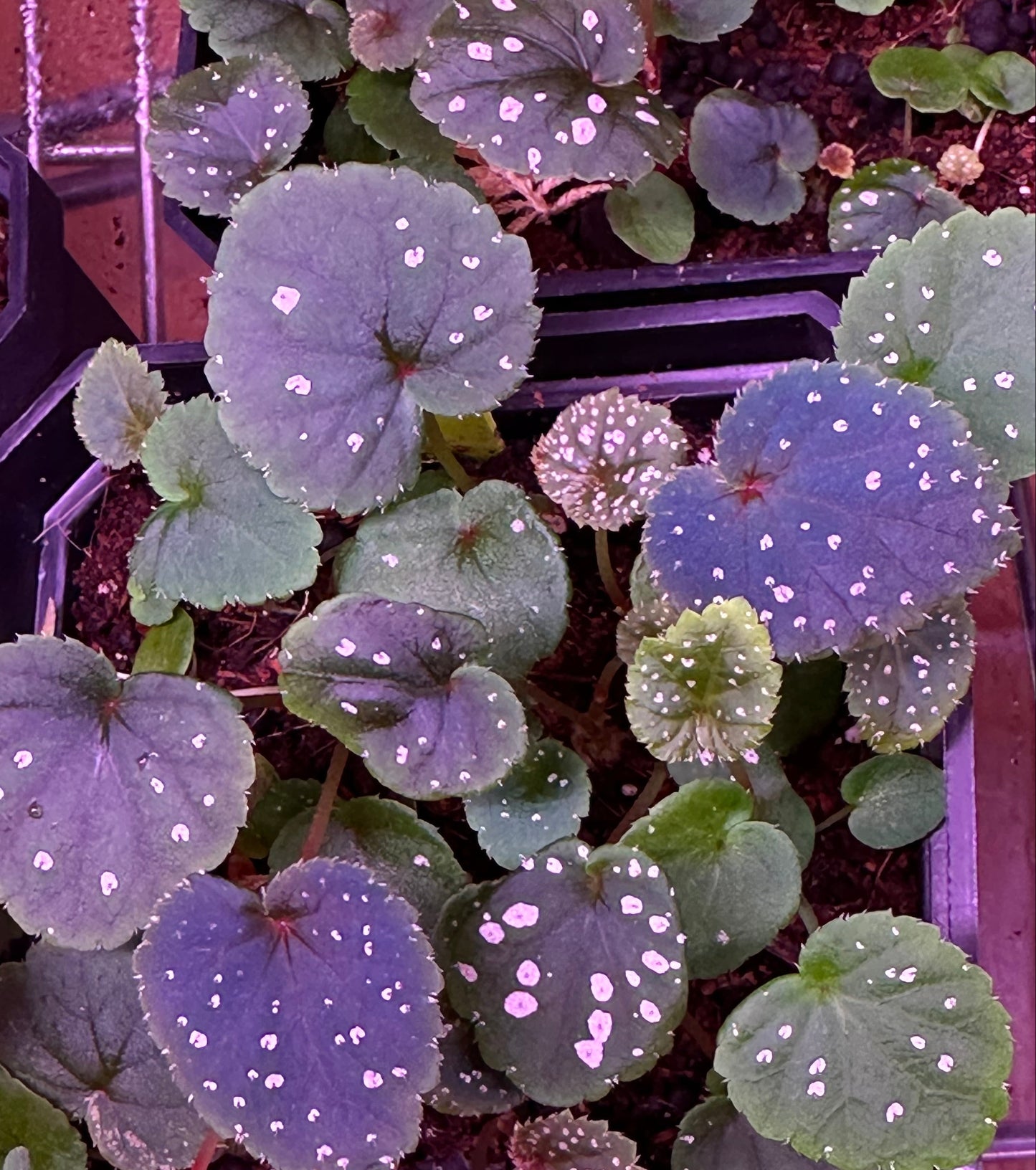 SEEDS Begonia grandis evansiana (pink flower)