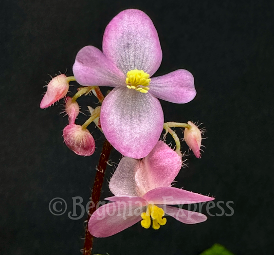 SEEDS Begonia suborbiculata