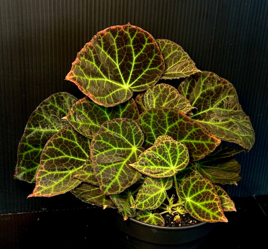 SEEDS Begonia sp Borneo