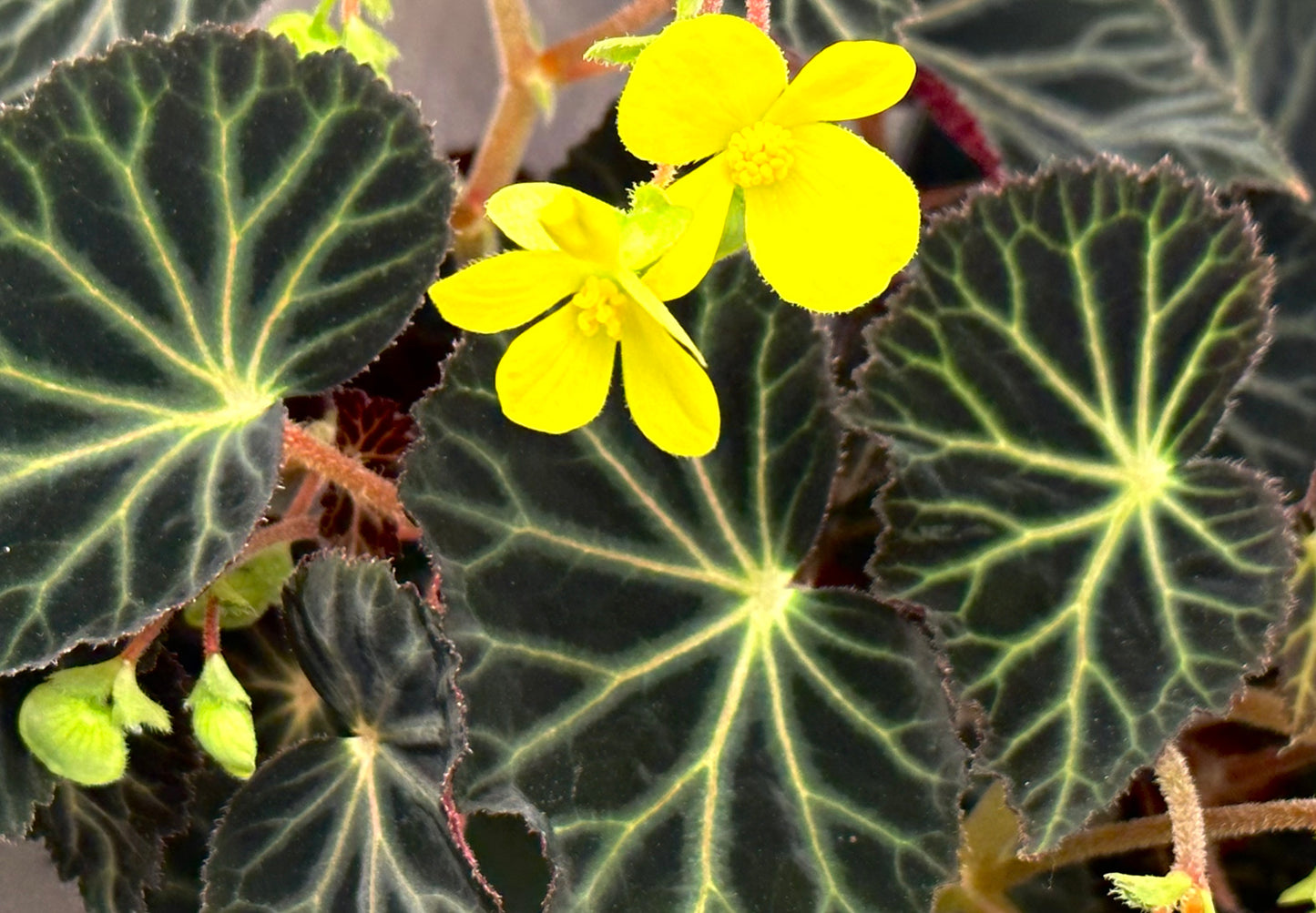 SEEDS Begonia pearcei