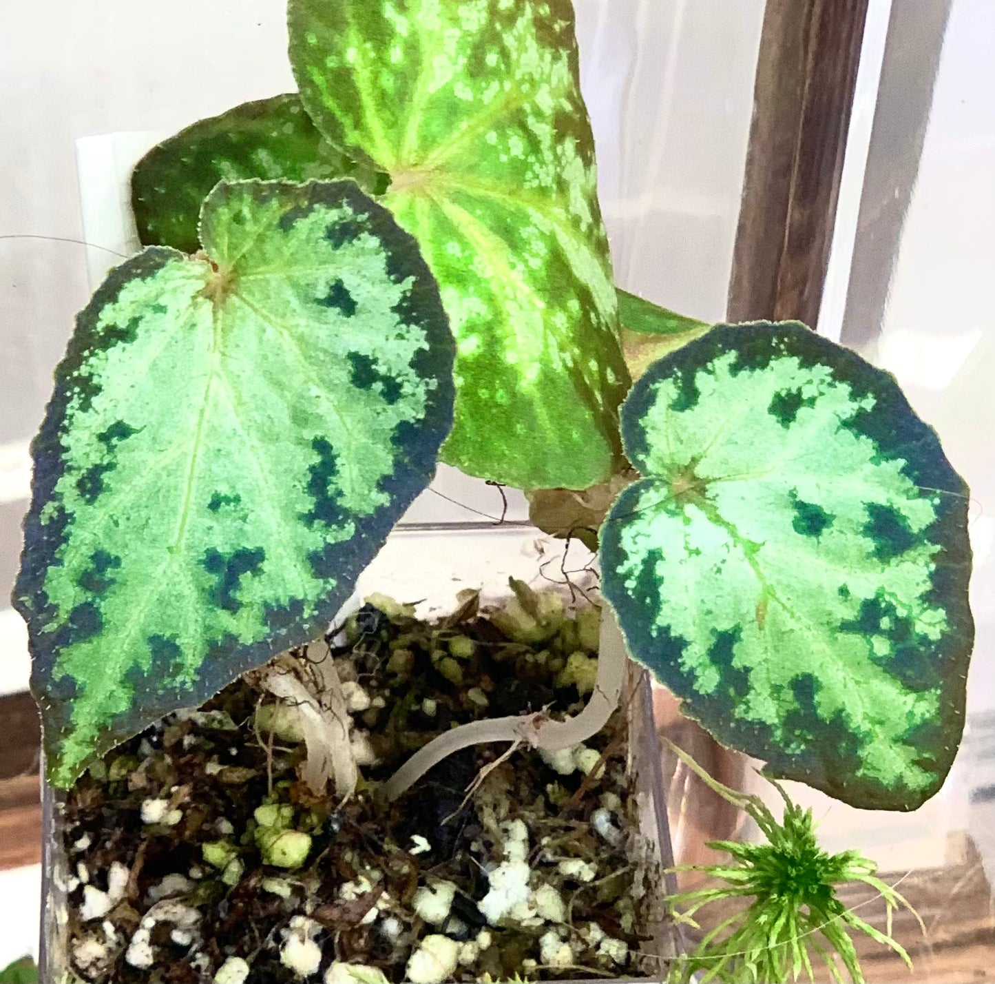 SEEDS Begonia sp. West Java