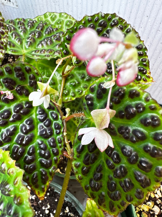 SEEDS Begonia dracopelta