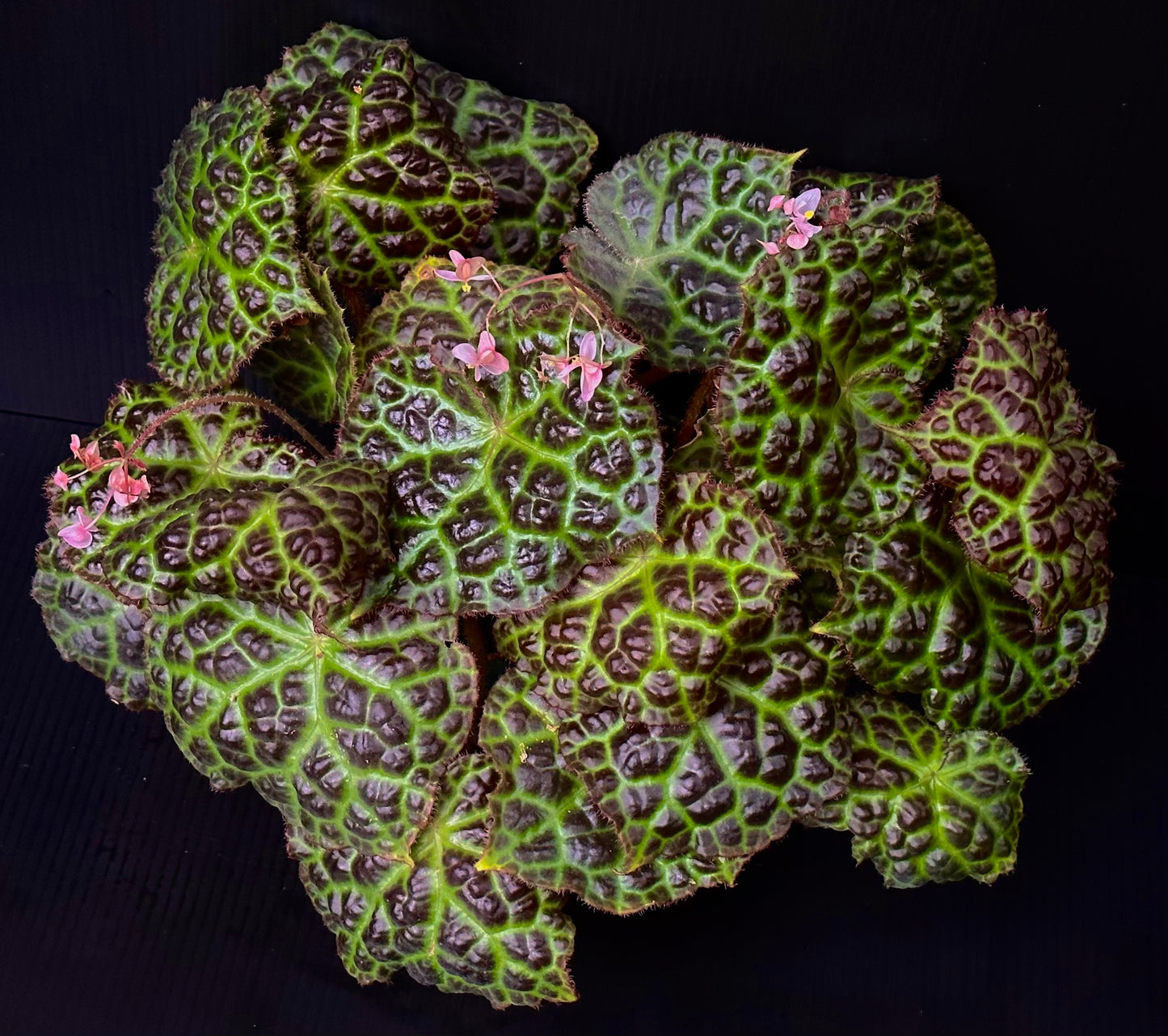 SEEDS Begonia rajah