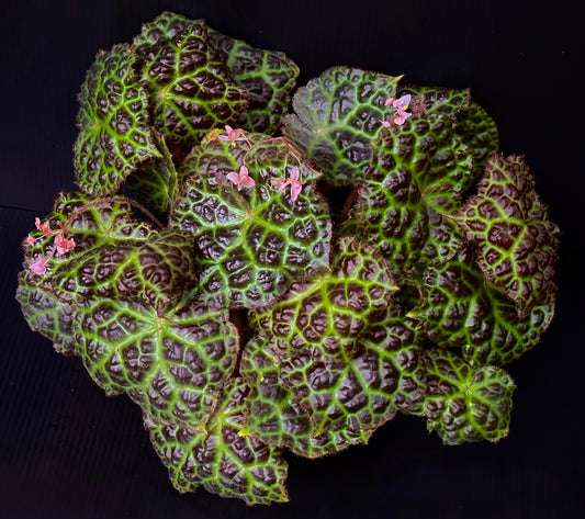 SEEDS Begonia rajah