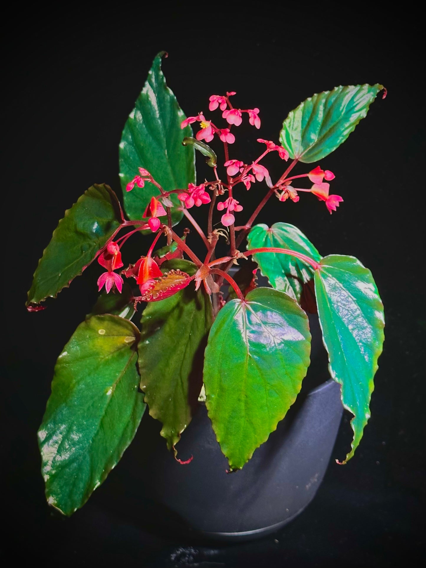 iridescent aqua blue-green metallic begonia