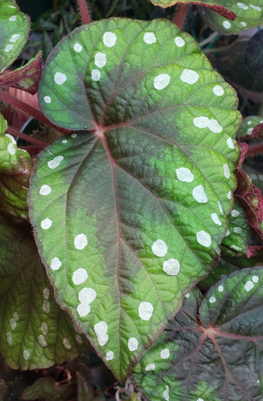 begonia seeds for sale