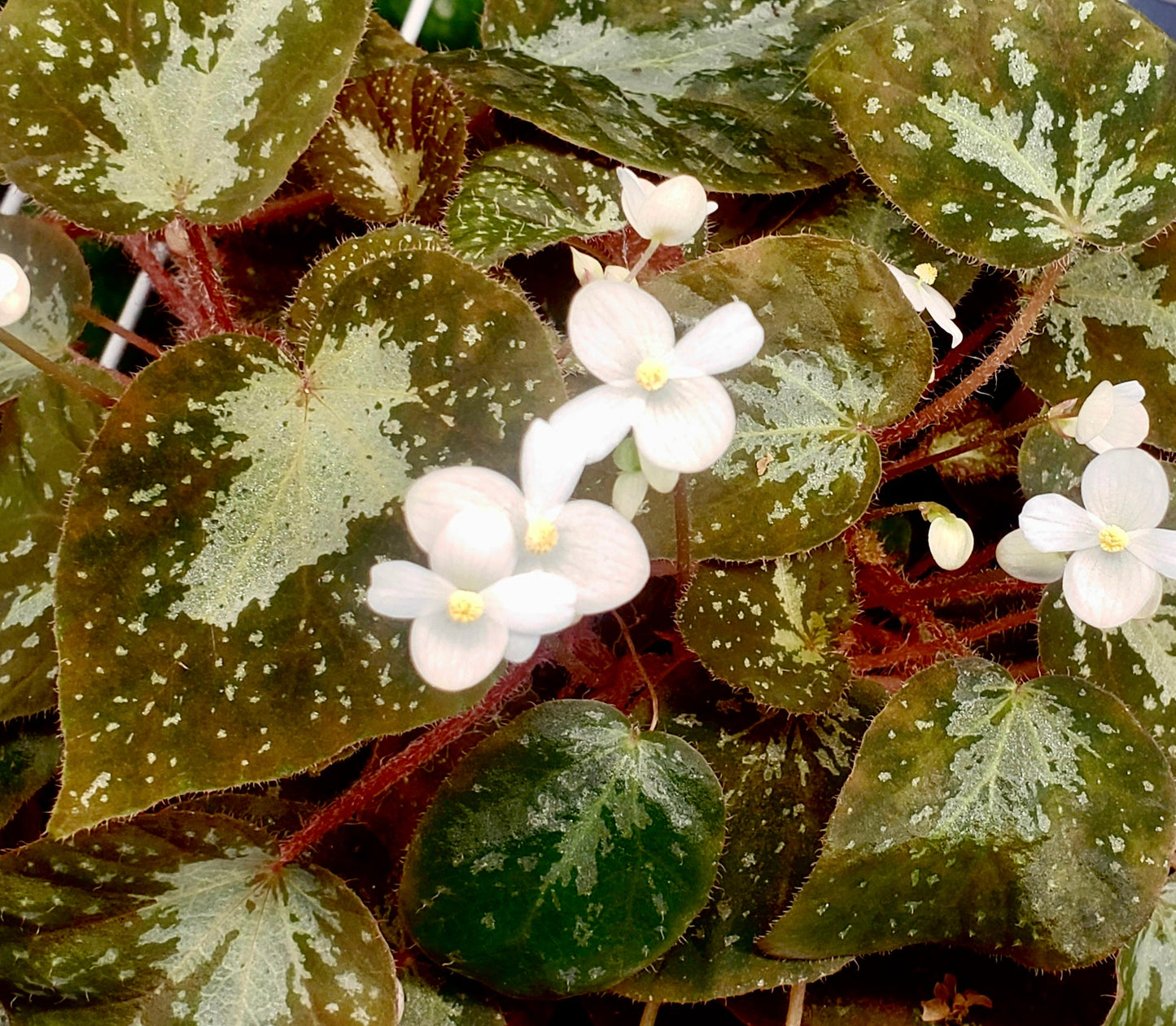 SEEDS Begonia U074