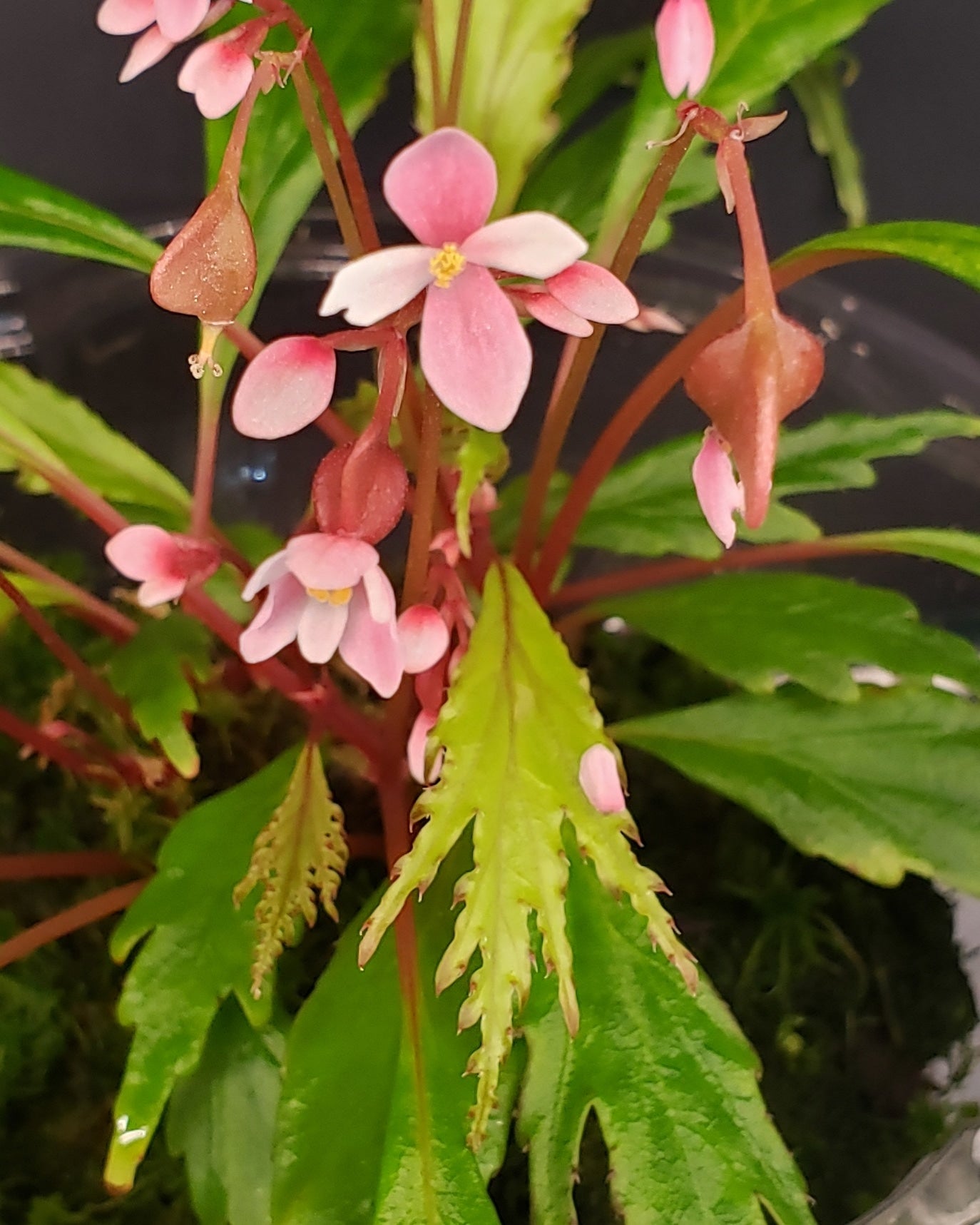 SEEDS Begonia henrilaportii