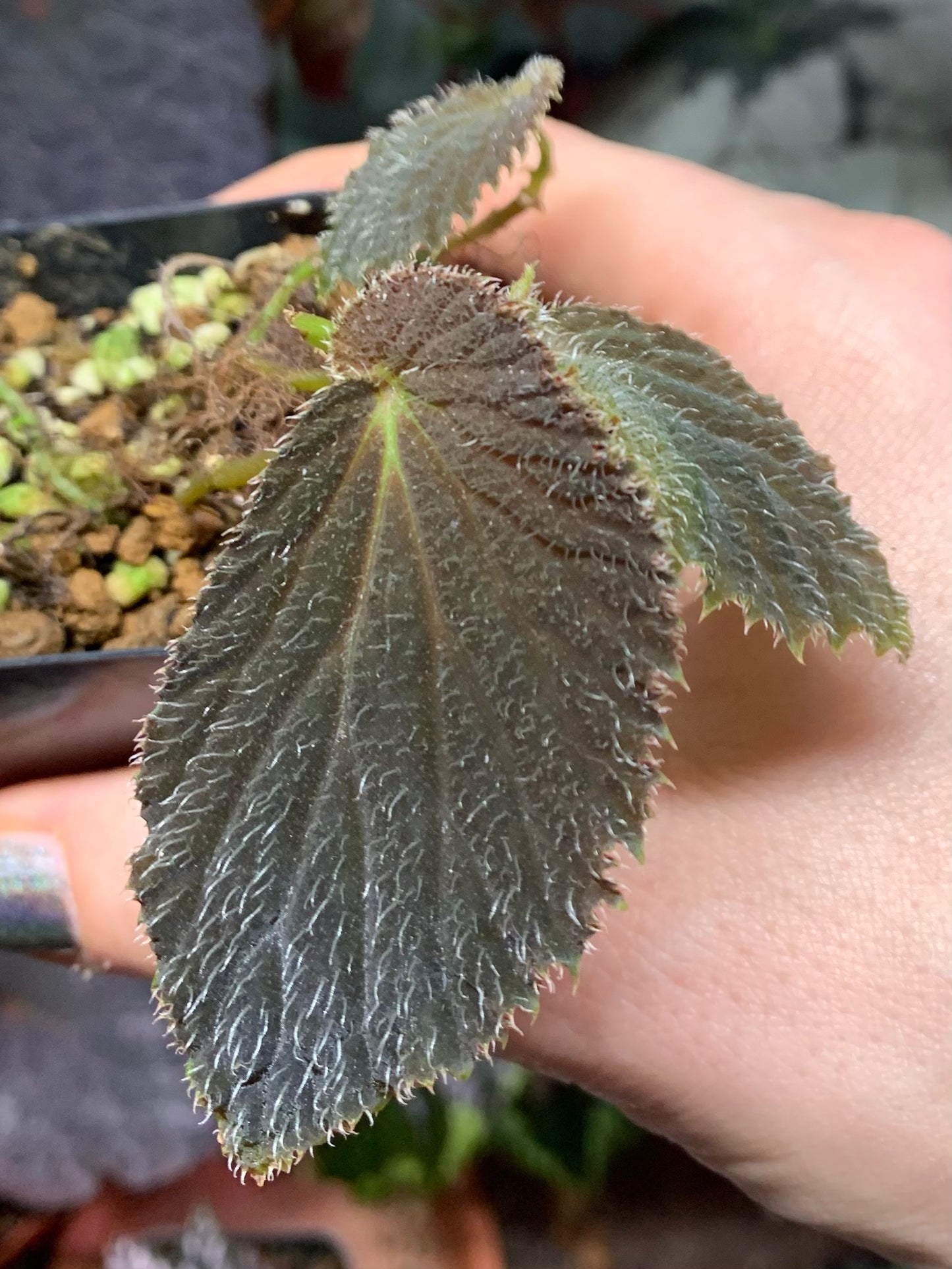 SEEDS Begonia aff lambii (AKA U688)