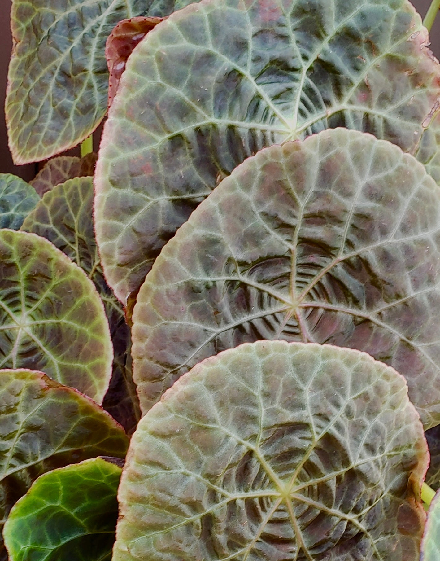 Begonia goegoensis seeds for sale