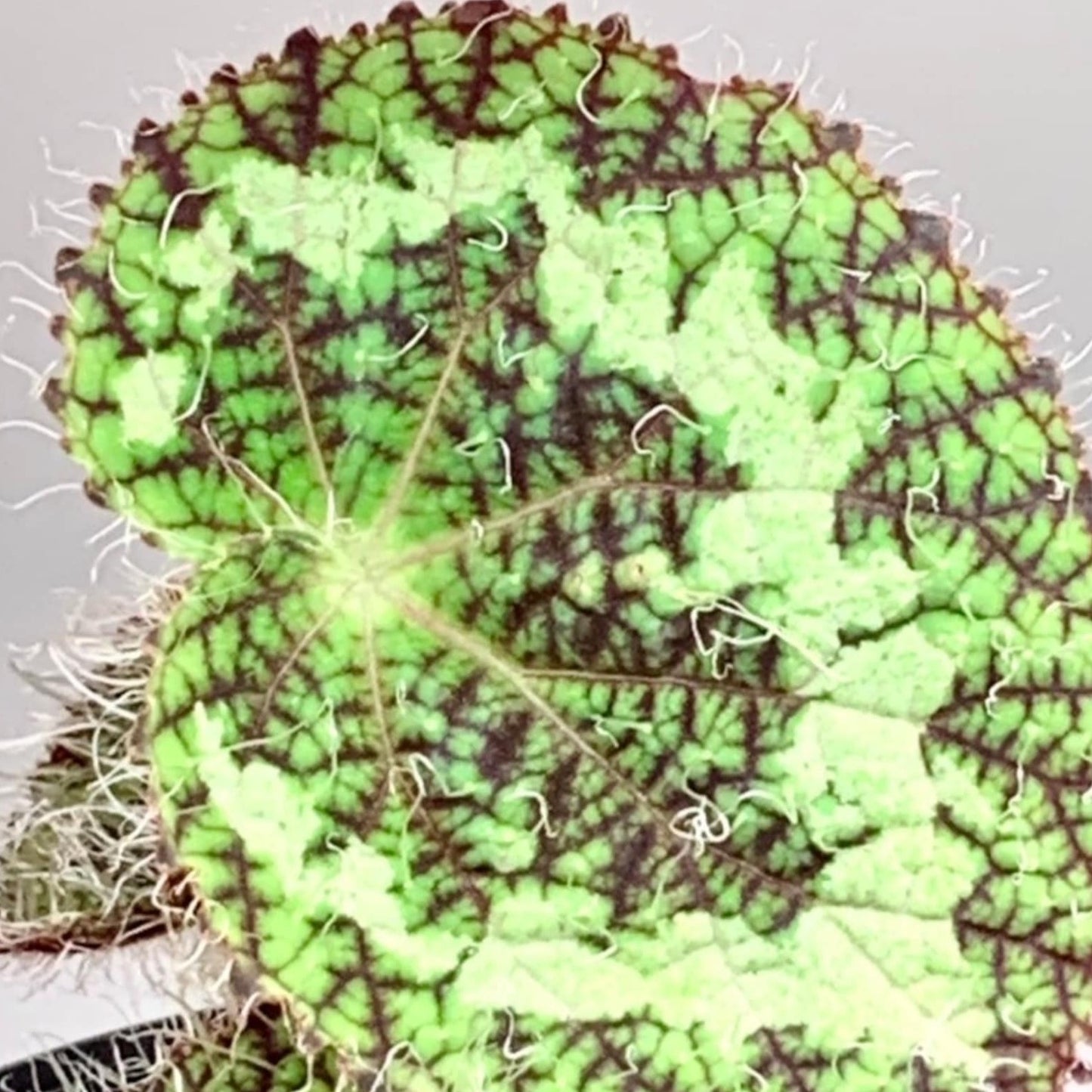 SEEDS Begonia sizemoreae aka longiciliata