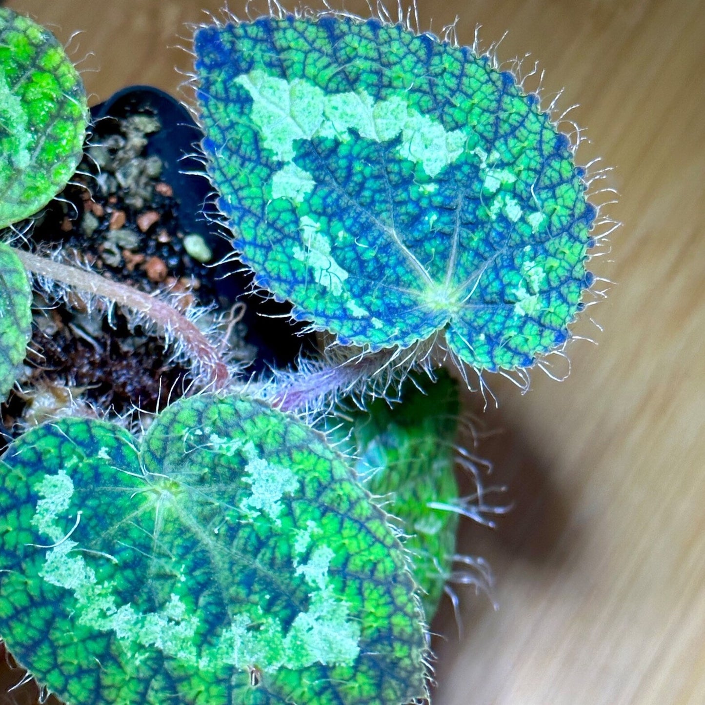 SEEDS Begonia sizemoreae aka longiciliata