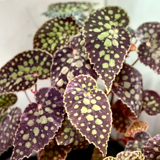 begonia chlorosticta seeds for sale