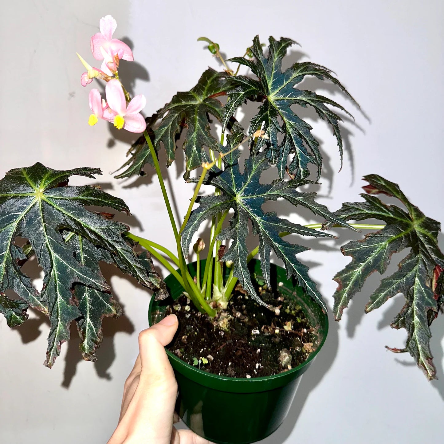 SEEDS Begonia fluorescens