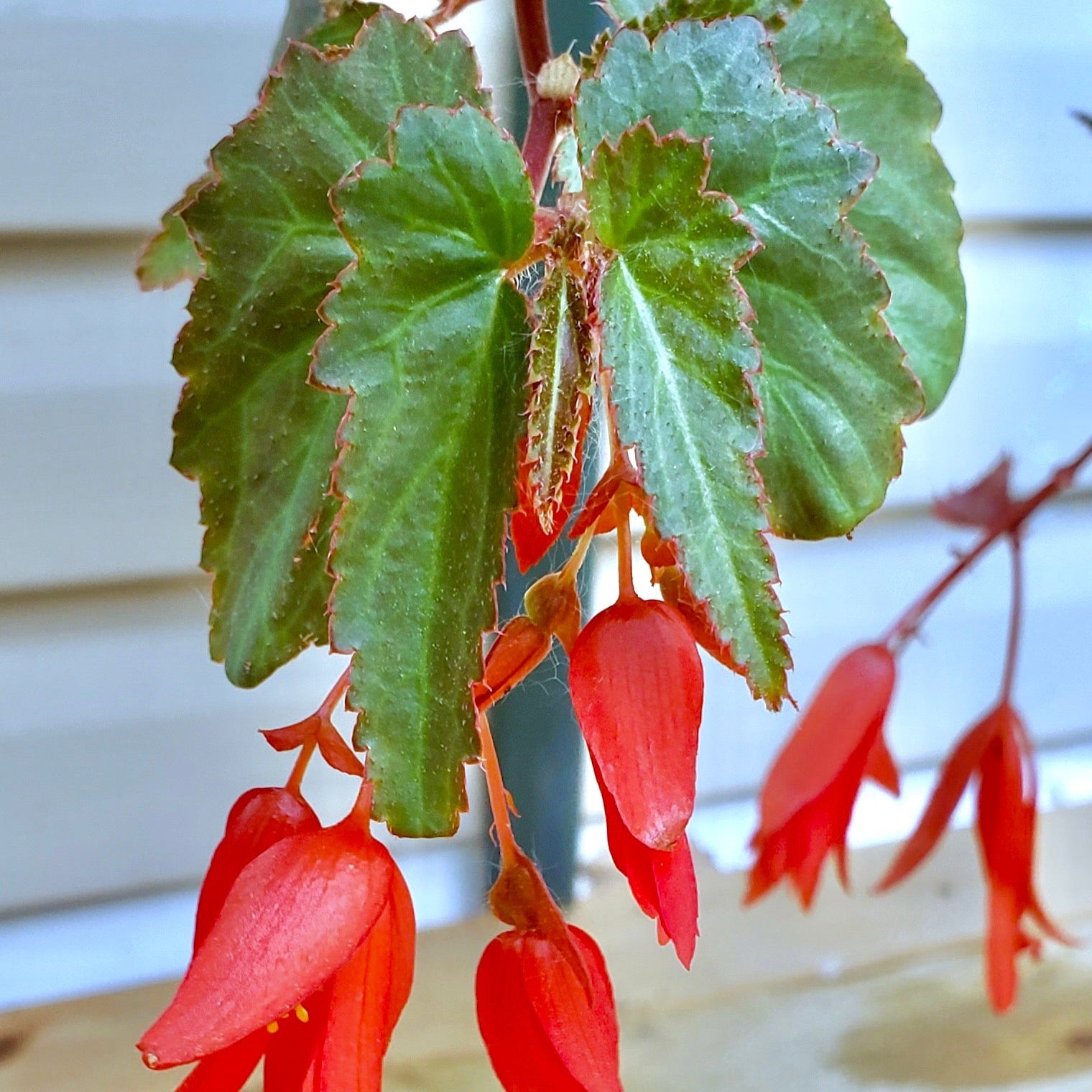begonia seeds from plants Begonia boliviensis
